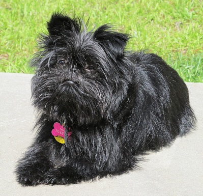 Affenpinscher