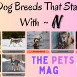 10 Dog Breeds That Start With N