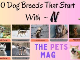 10 Dog Breeds That Start With N