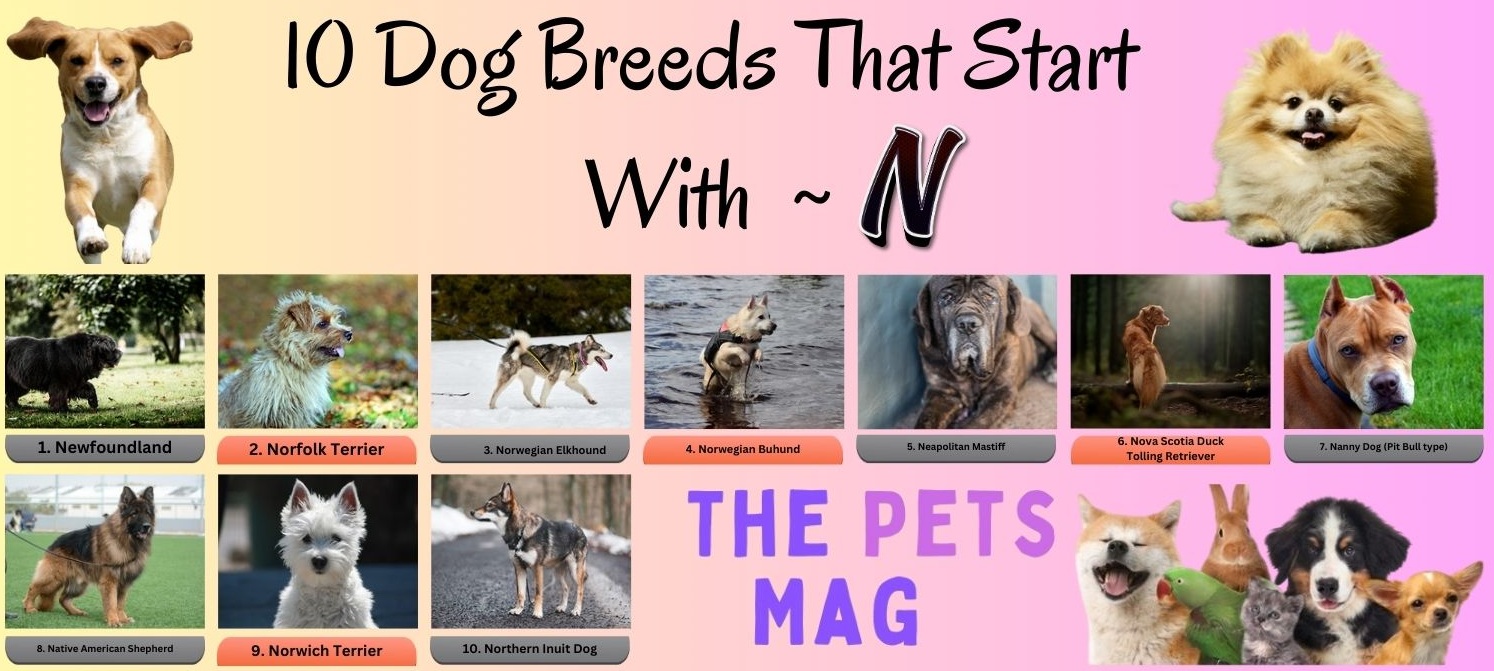 10 Dog Breeds That Start With N