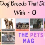 10 Dog Breeds That Start With O