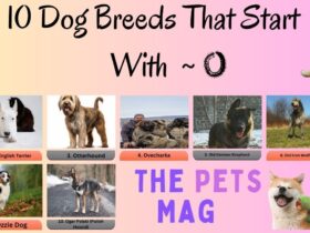 10 Dog Breeds That Start With O