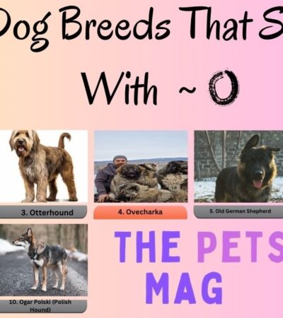 10 Dog Breeds That Start With O