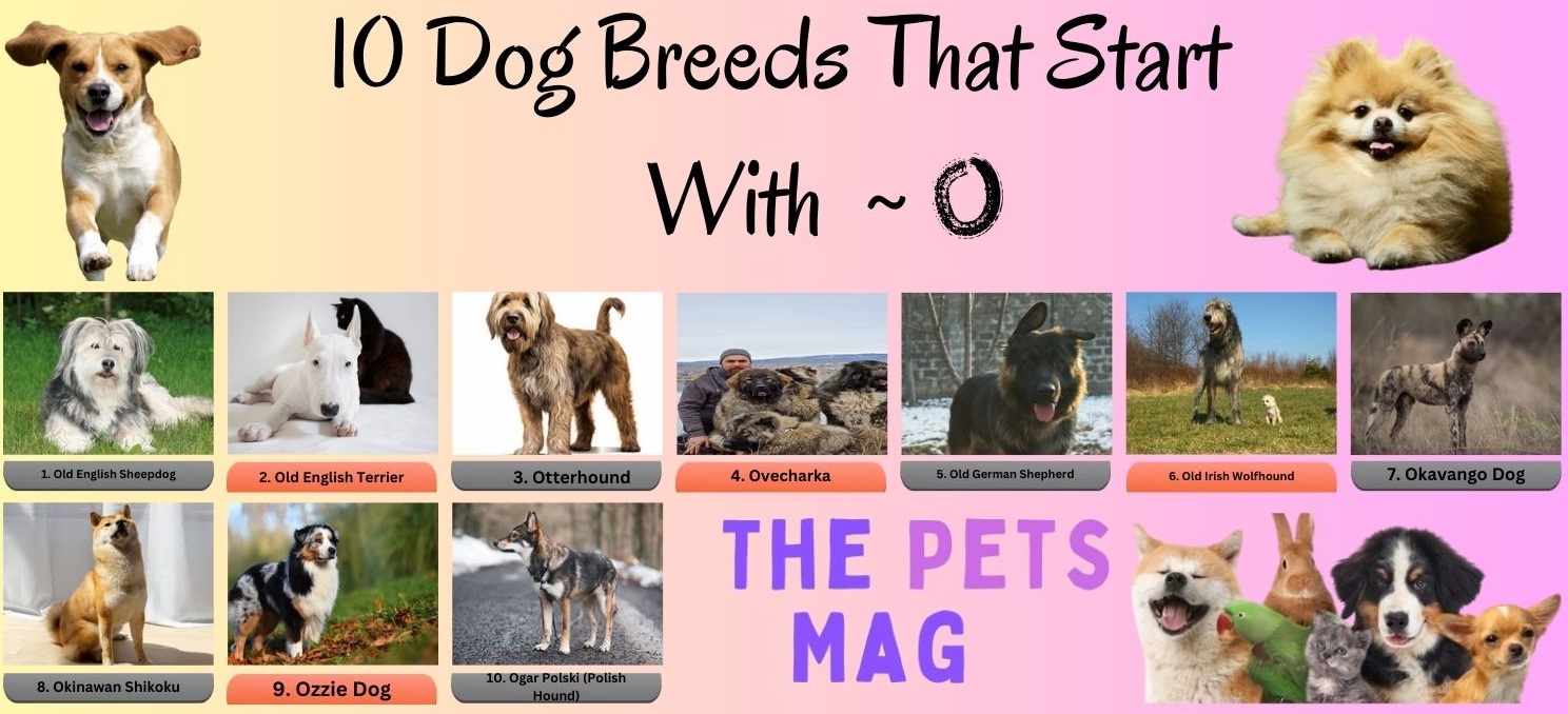 10 Dog Breeds That Start With O