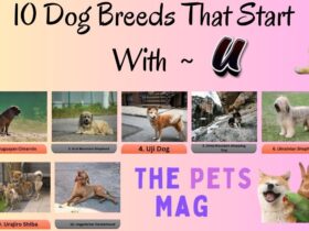 10 Dog Breeds That Start With U