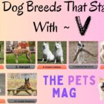 10 Dog Breeds That Start With V