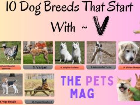 10 Dog Breeds That Start With V