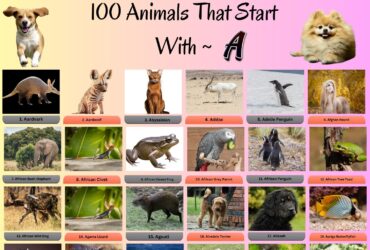 100 Animals That Start With A