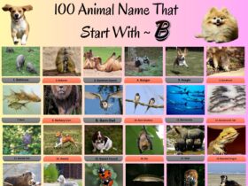 100 Animals That Start With B