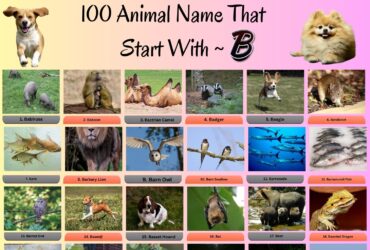 100 Animals That Start With B