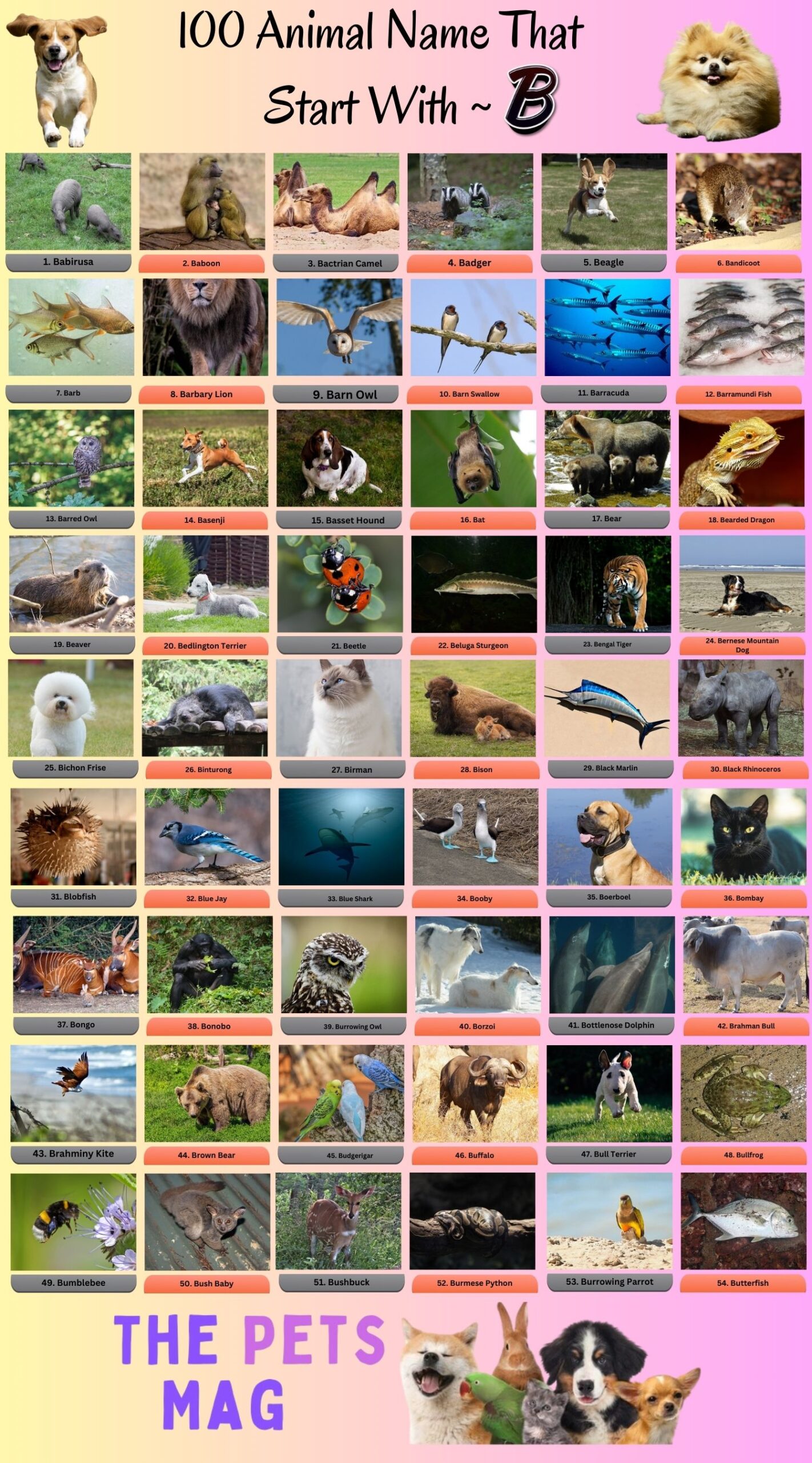 100 Animals That Start With B