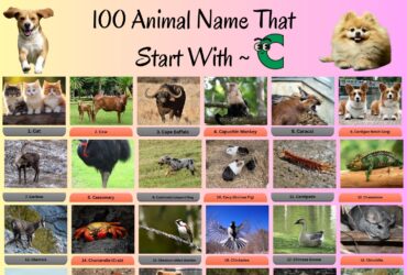 100 Animals That Start With C