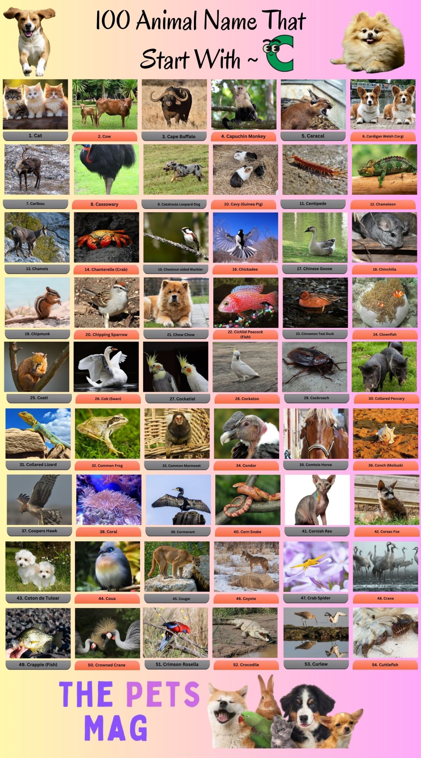 100 Animals That Start With C