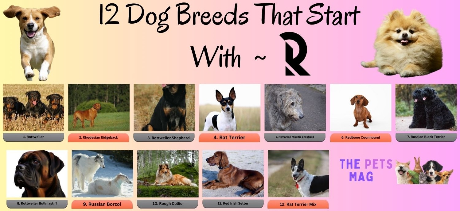 12 Dog Breeds That Start With R