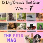 15 Dog Breeds That Start With T