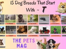 15 Dog Breeds That Start With T