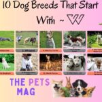 15 Dog Breeds That Start With W