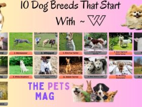 15 Dog Breeds That Start With W