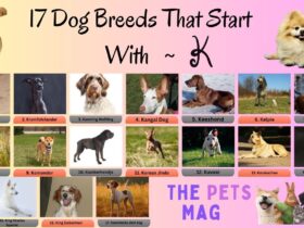 17 Dog Breeds That Start With K