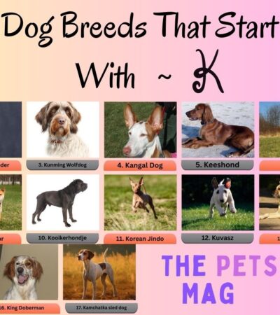 17 Dog Breeds That Start With K