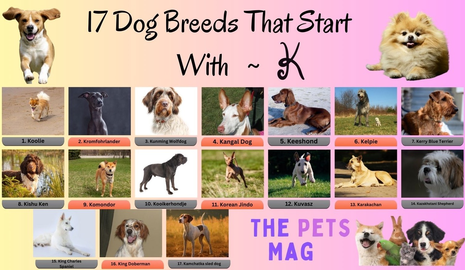 17 Dog Breeds That Start With K