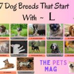 17 Dog Breeds That Start With L