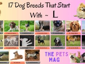 17 Dog Breeds That Start With L