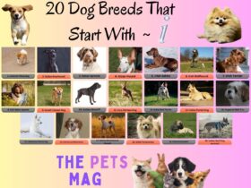 20 Dog Breeds That Start With I