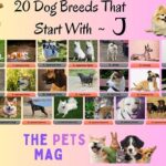 20 Dog Breeds That Start With J