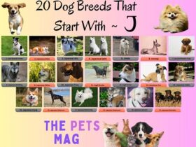 20 Dog Breeds That Start With J