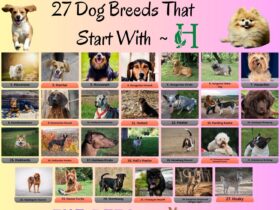 27 Dog Breeds That Start With H