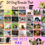 30 Dog Breeds That Start With E