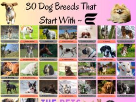 30 Dog Breeds That Start With E