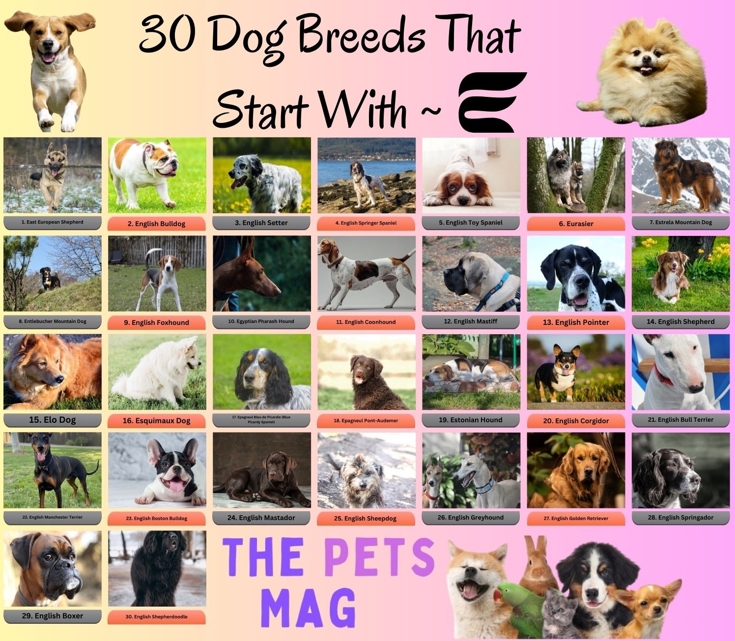 30 Dog Breeds That Start With E