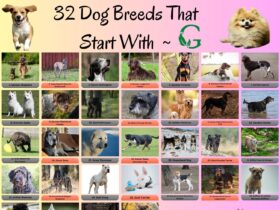 32 Dog Breeds That Start With G