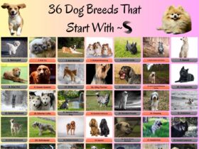 36 Dog Breeds That Start With S