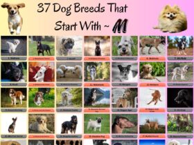 37 Dog Breeds That Start With M