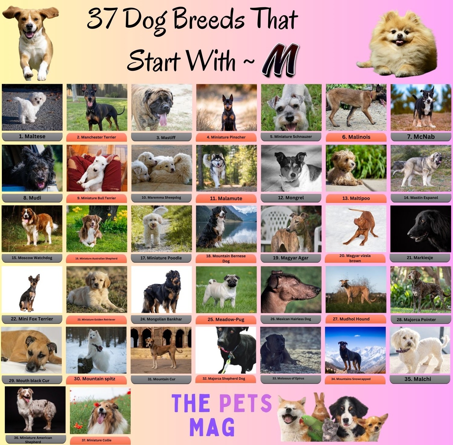 37 Dog Breeds That Start With M