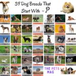 39 Dog Breeds That Start With P