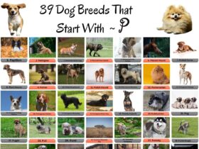 39 Dog Breeds That Start With P