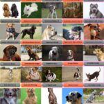 58 Dog Breeds That Start With A