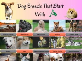 58 Dog Breeds That Start With A