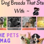 6 Dog Breeds That Start With Z