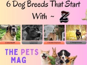 6 Dog Breeds That Start With Z