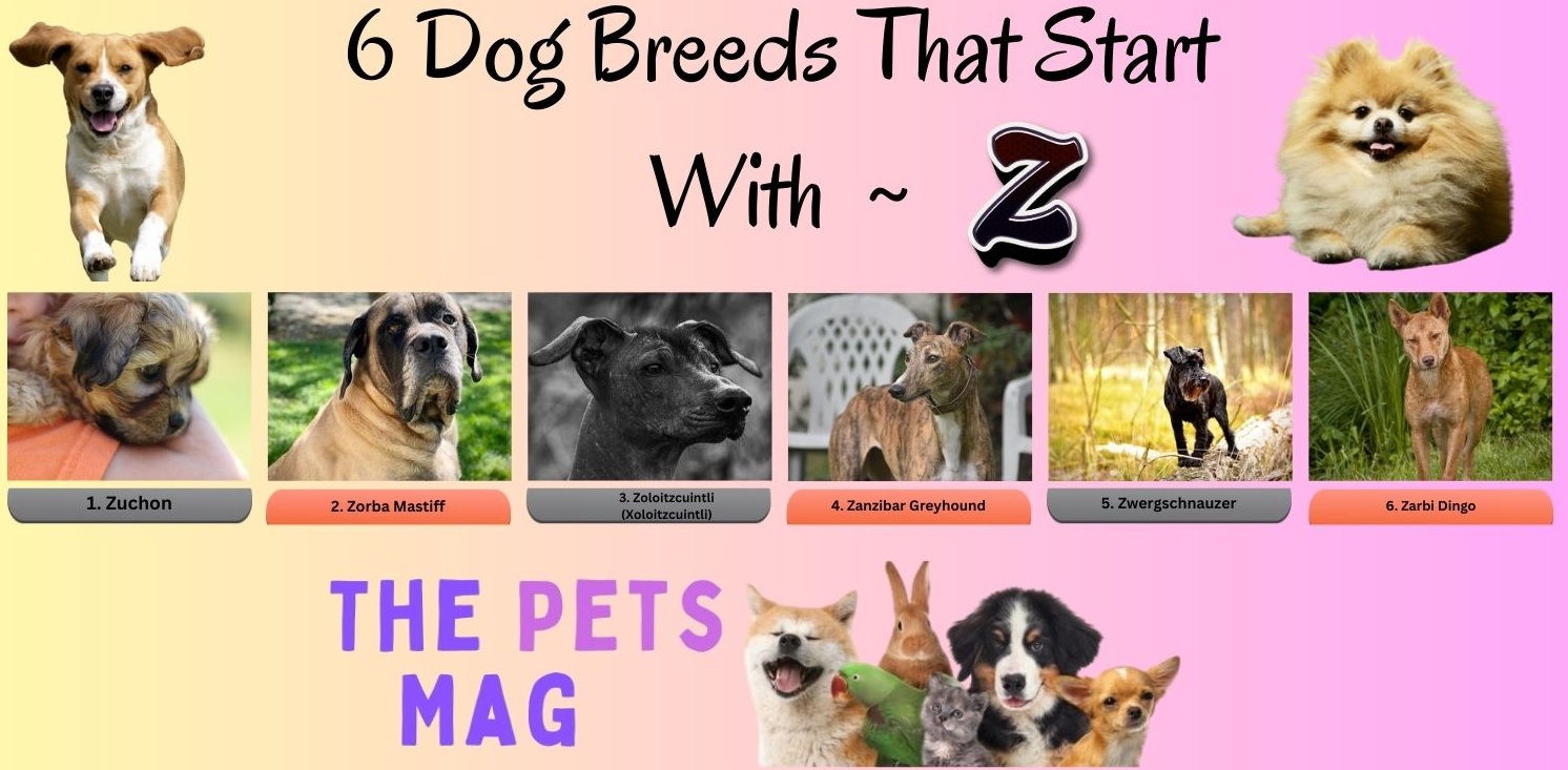 6 Dog Breeds That Start With Z