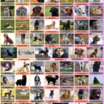 69 Dog Breeds That Start With B