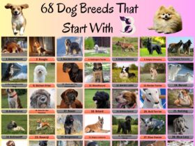 69 Dog Breeds That Start With B