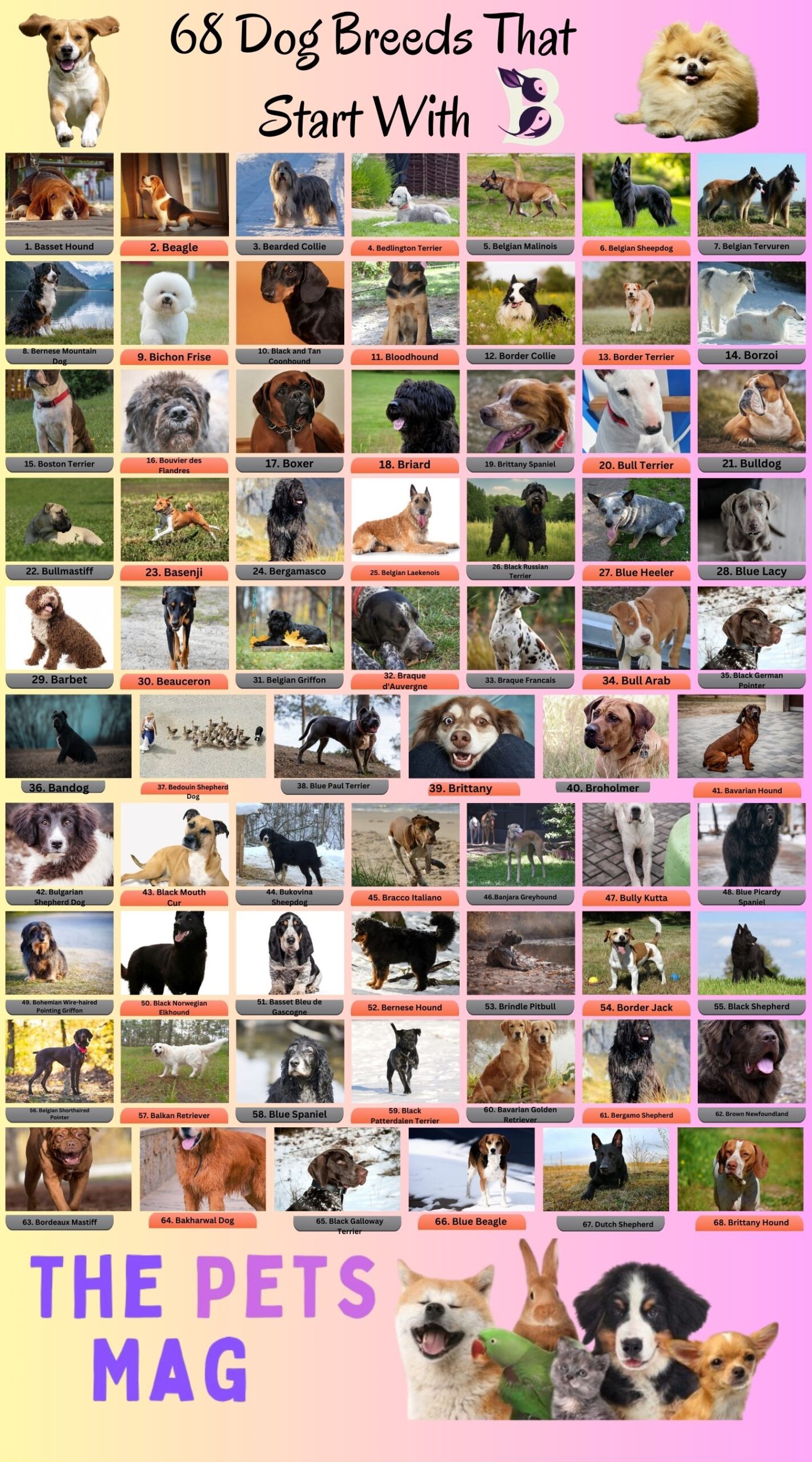 69 Dog Breeds That Start With B