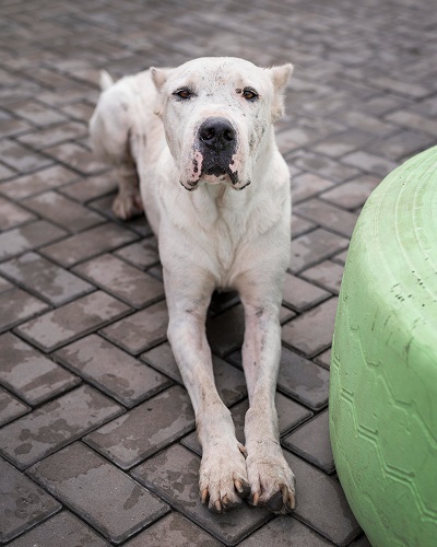 Bully Kutta