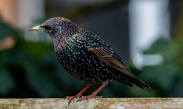 Common Starling